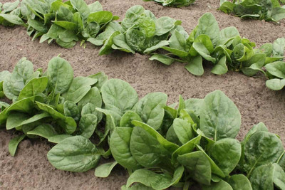 MYLAWN Palak Spinach Vegetables Seed(200 per packet)