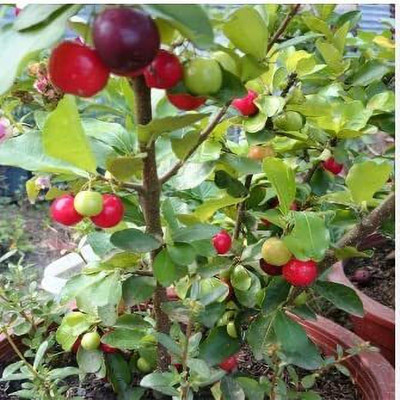 Aywal Mini Dwarf Cherry Seed(6 per packet)