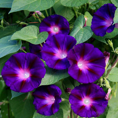 Lorvox Morning Glory Mixed Color Creeper Flower Seed(10 per packet)