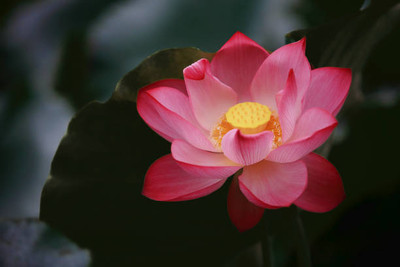 Hanu lotus,kamal gatta Seed(14 per packet)