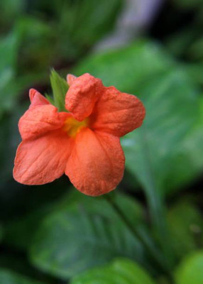 Profchef kanakambaram-firecracker-crossandra Seed(22 per packet)