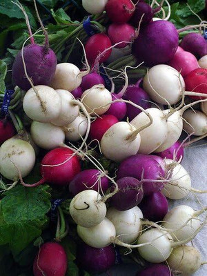 Qualtivate ICRA-1A Easter Egg Radish Seeds Seed(300 per packet)