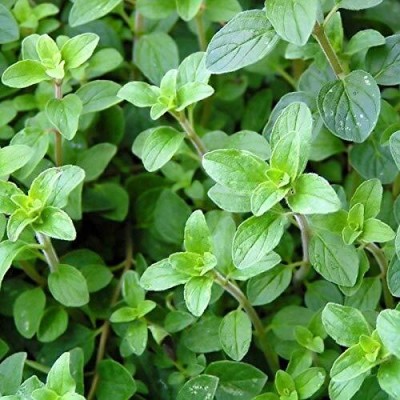 KNESSiN Oregano (Italian Common Leaf) Microgreen-{800 Seeds} Seed(800 per packet)