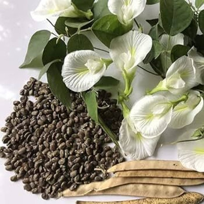 BDSresolve Double petal Nilkatha flower seeds PACK OF 16 Seed(16 per packet)