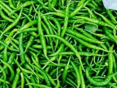 XOLDA Organic green chilli Seed(17 per packet)