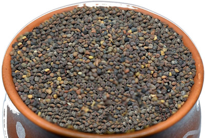 KNESSiN Jakhya Seed(200 per packet)