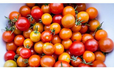 CYBEXIS Cherry and Grape Tomatoes500 Seeds Seed(500 per packet)