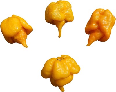 CYBEXIS Trinidad Scorpion Butch T Yellow Chilli Pepper Seeds2400 Seeds Seed(2400 per packet)