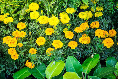Aavik marigold/gende ka phool flower seeds Seed(75 per packet)