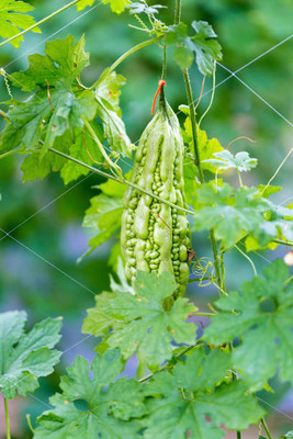 Mozetto bitter gourd,karela seeds Seed(30 per packet)