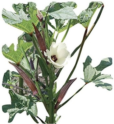 KNESSiN Okra Bhindi F1 No 3-{600 Seeds} Seed(600 per packet)