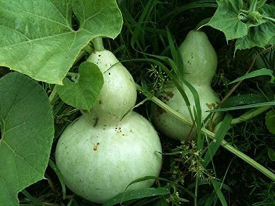 VibeX XLL-86 - Bottle/Birdhouse Gourd (Lagenaria siceraria) - (100 Seeds) Seed(100 per packet)