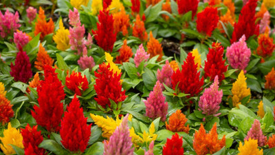 BSARKAR Multicolore Celosia flower seed Seed(50 per packet)