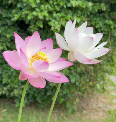 Greenfall 10 Seeds of Lotus (Mixed Colors) Seed(10 per packet)