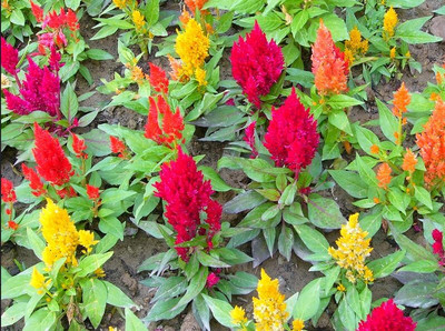 Aywal Celosia Plumose Glorious Mix Seed(80 per packet)
