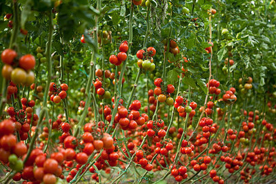 ACCELCROP tomato Seed(90 per packet)