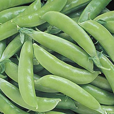 CYBEXIS LX-47 - Super Sugar Snap Pea - (900 Seeds) Seed(900 per packet)