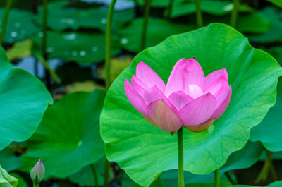 GROOT lotus,kamal seeds Seed(15 per packet)