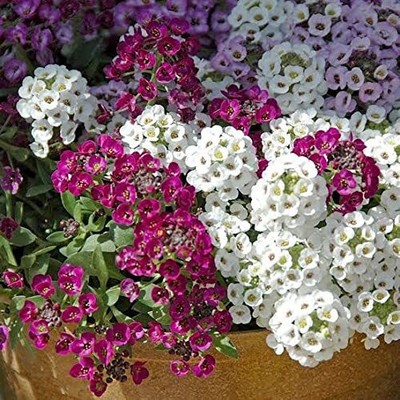 Epazo Exotic sweet allysum Seed(33 per packet)