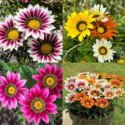 ibains Gazania flower seeds hybrid all seasons 49 Seed(49 per packet)