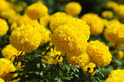NIDHI AYURVEDIC marigold/gende ka phool flower seeds Seed(75 per packet)