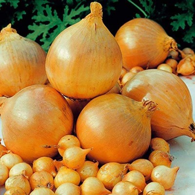 KNESSiN Fast Growing Onion Seed(200 per packet)