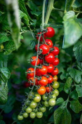 Prizex tomato Seed(115 per packet)