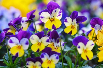 Flipkart SmartBuy Exotic Viola Flower Mix Seed(25 per packet)