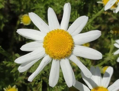 CYBEXIS Chamomile Seed(250 per packet)