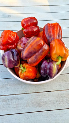 Biosnyg Hybrid Taquilla Capsicum Seeds for Home Gardening-(100 Seeds) Seed(100 per packet)
