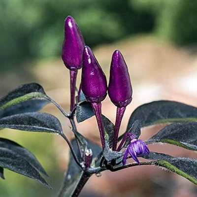 Biosnyg Hybrid Black Prince Pepper Vegetable Seeds For Gardening-(2000 Seeds) Seed(2000 per packet)