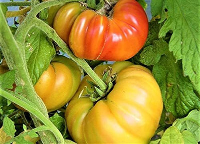 WILLVINE Dwarf Giant Sized Pineapple Tomato [10g, 3000 Seeds] Seed(3000 per packet)