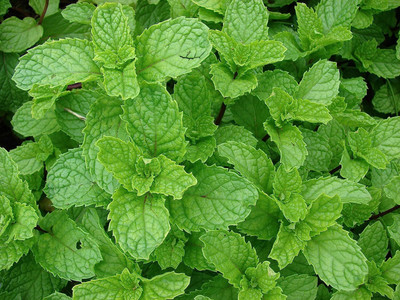 LPR PUDINA,MINT Seed(25 per packet)