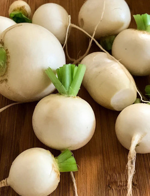 Quentova White Ball Turnip/Shalgam-KGF-5Y Seed(250 per packet)