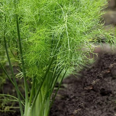 Qualtivate VVI-90 Florence Fennel Heirloom Seed(500 per packet)