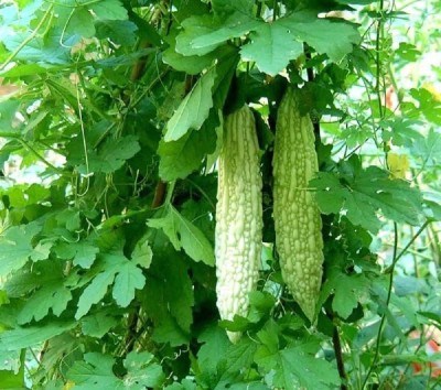 CYBEXIS TLX-24 - Bitter melon Hot Bitter Gourd - (100 Seeds) Seed(100 per packet)