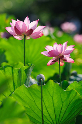 Bharvi lotus,kamal gatta Seed(11 per packet)