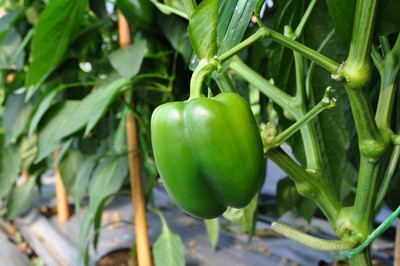 CYBEXIS XLR-40 - Premium Hybrid Green Capsicum - (1350 Seeds) Seed(1350 per packet)