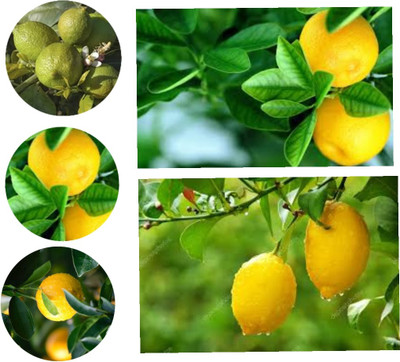 seedx Imported Hybrid Lemon, Citrus limon Seeds, neemboo Seed(35 per packet)