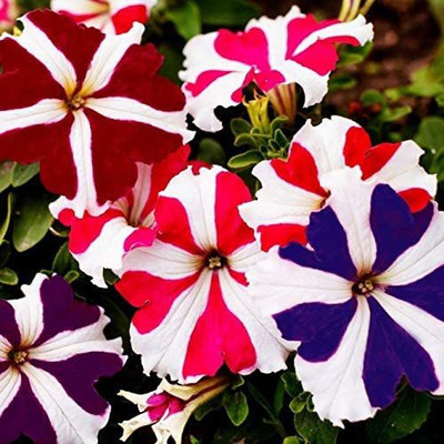 CYBEXIS HUA-65 - Petunia Starfall F1 Rainbow Mix - (60 Seeds) Seed(60 per packet)