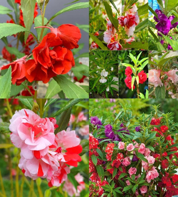 ibains Balsam flower seeds beez 67 Seed(67 per packet)