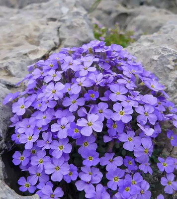 VibeX XLR-57 - Creeping Thyme Ground Cover - (150 Seeds) Seed(150 per packet)