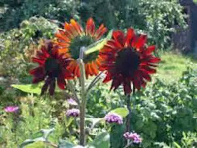 MAA Sunflower Seed(70 per packet)
