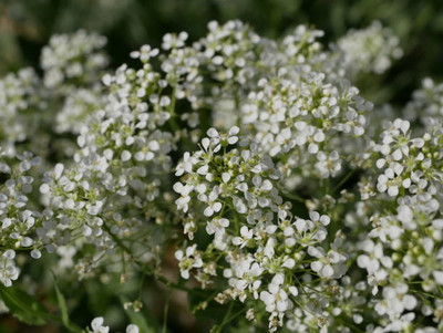 salven gypsophila flower Seed(200 per packet)