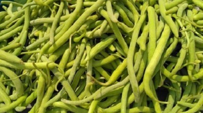 CYBEXIS HUA-82 - Long Melon/Kakri - (150 Seeds) Seed(150 per packet)