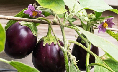 LPR BRINJAL SEEDS Seed(20 per packet)