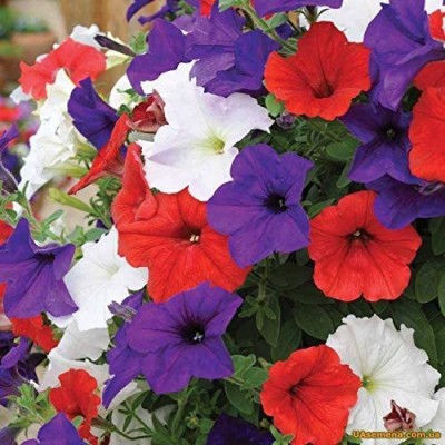 VibeX KGF -37 - Petunia Unicum Mix F1 - (540 Seeds) Seed(540 per packet)