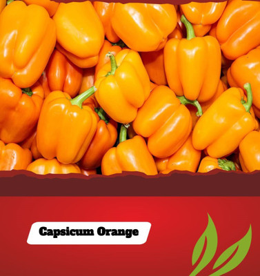 VibeX ® RXI-358 IMPORTED CAPSICUM ORANGE Seed(200 per packet)