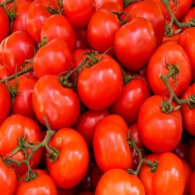 Quentova HIGH QUALITY - TOMATO-AJ-7Q Seed(250 per packet)