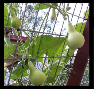 Quentova Round Bottle Gourd, Ghiya-GBPUT Seed(75 per packet)